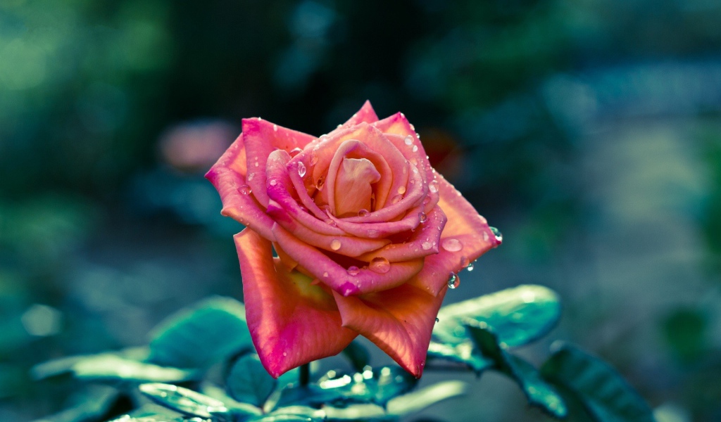 Красивая розовая роза в каплях росы 