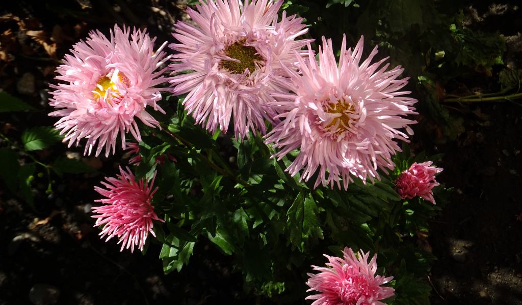 Красивые розовые розы на клумбе крупным планом