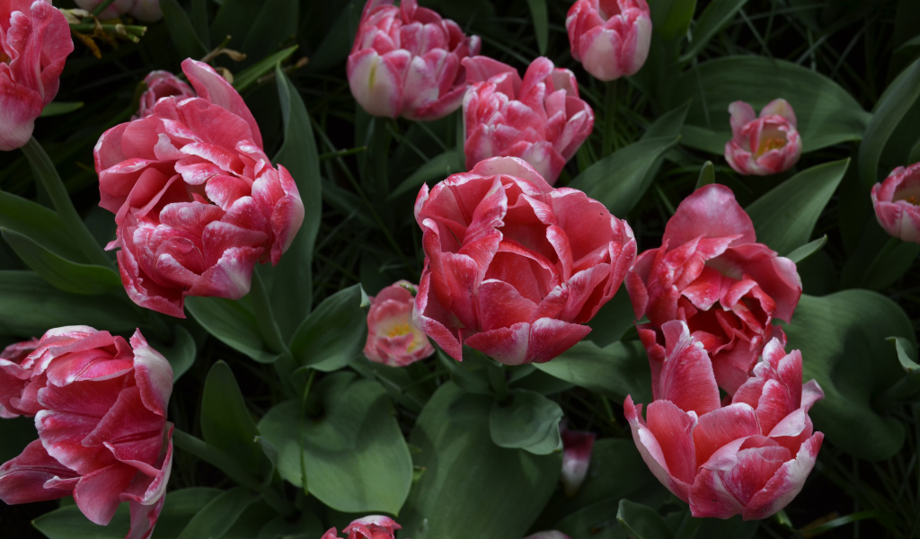 Красивые розовые тюльпаны вид сверху