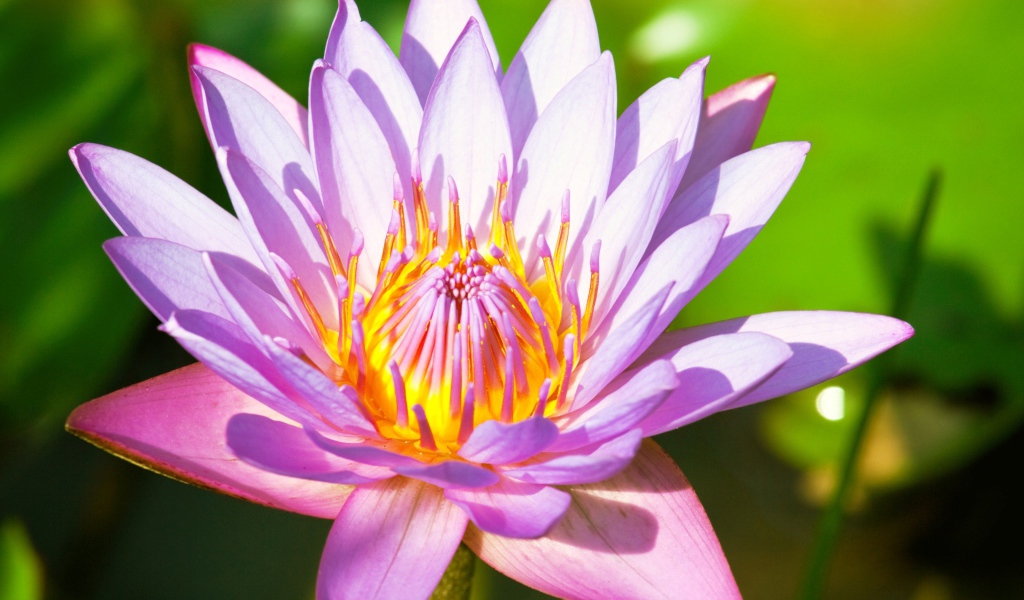 Красивый розовый цветок  водяной лилии крупным планом