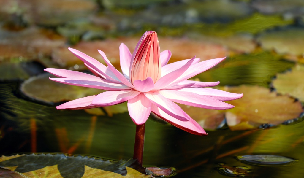 Красивая розовая водяная лилия в пруду