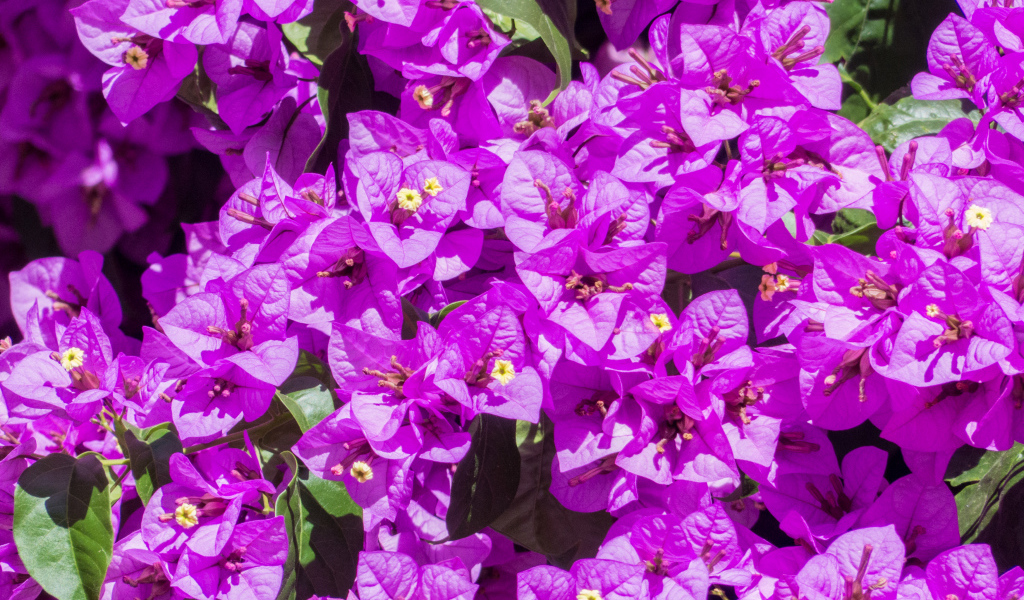 Красивые фиолетовые цветы бугенвиллия крупным планом