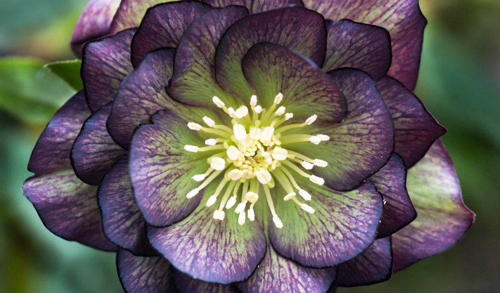 Красивый фиолетовый цветок морозник крупным планом 