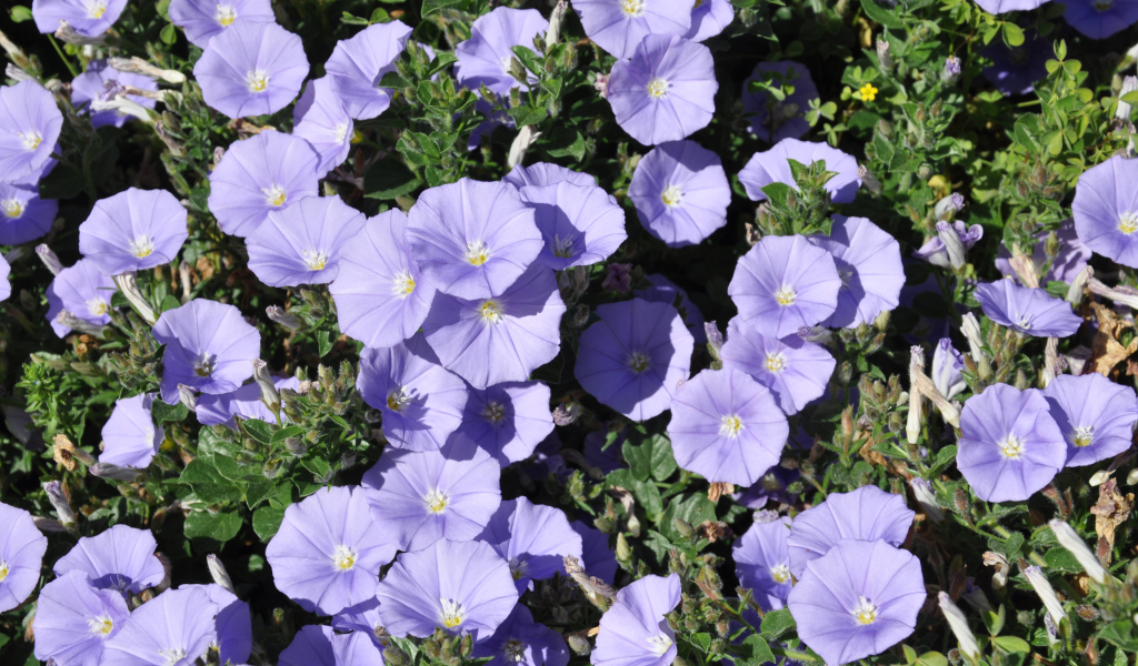 Красивые фиолетовые цветы петуния в саду