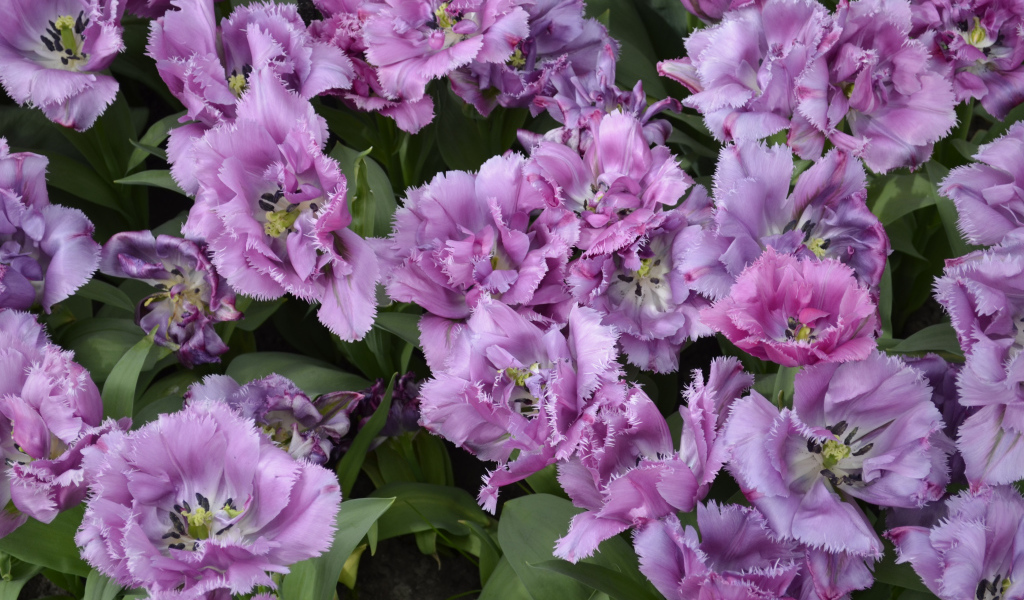 Красивые фиолетовые цветы тюльпаны крупным планом