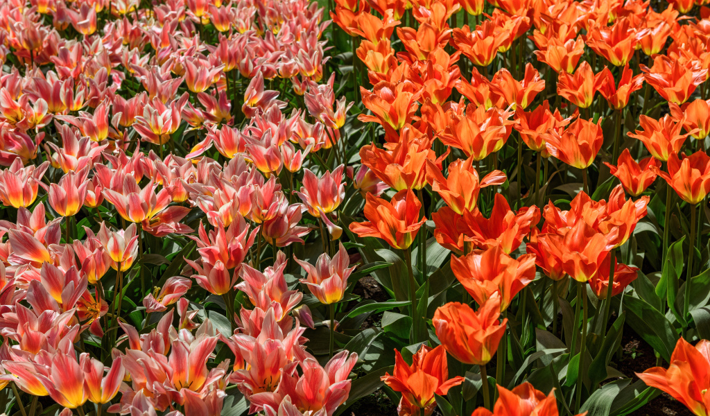 Красивые красные и розовые тюльпаны на клумбе 