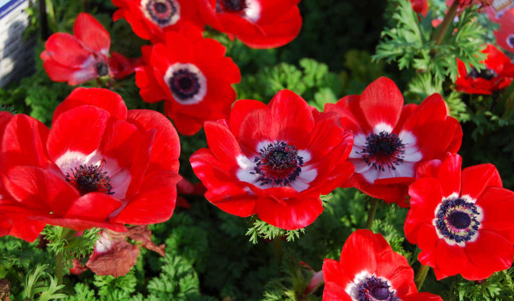 Красивые красные цветы Анемоны на клумбе
