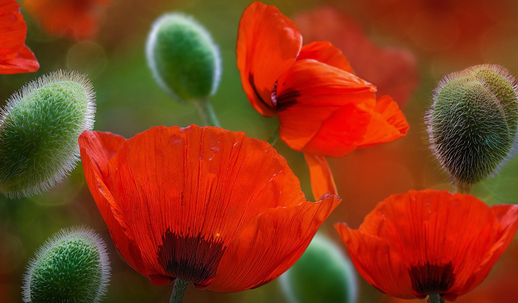 Красивые красные цветы маки 