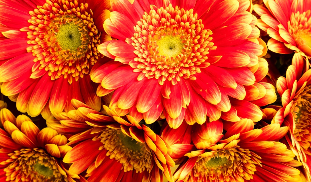 Красивые красные герберы 