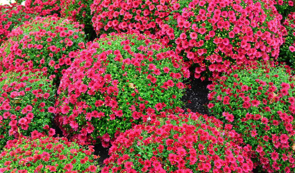 Красивые красные шаровидные хризантемы на клумбе