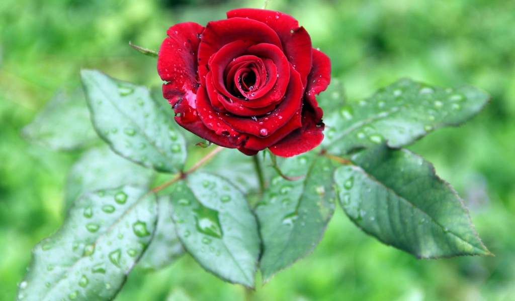 Красивая красная роза с зелеными листьями в каплях дождя