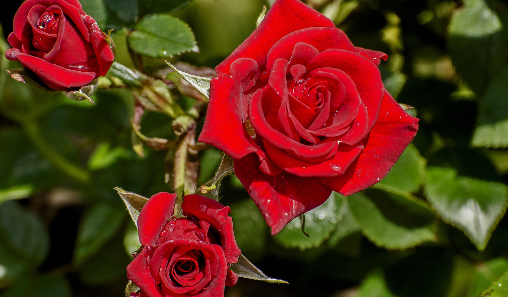Красивые красные розы в каплях росы на клумбе