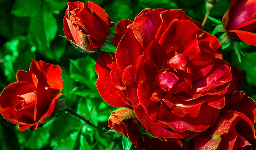 Красивые красные розы с бутонами вблизи