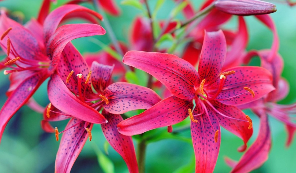 Красивые красные пятнистые лилии