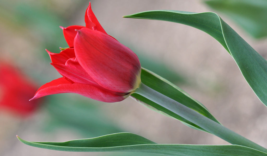 Красивый красный тюльпан 