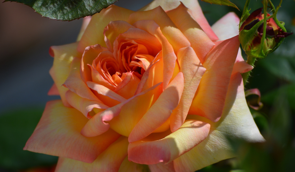 Красивая роза крупным планом 