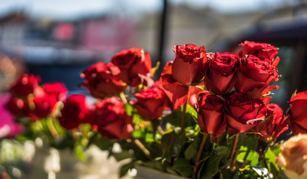 Красивые розы с красными лепестками