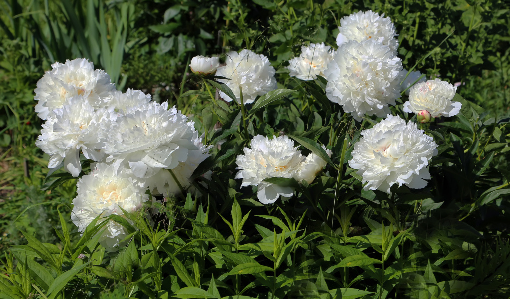 Красивые нежные белые пионы на клумбе