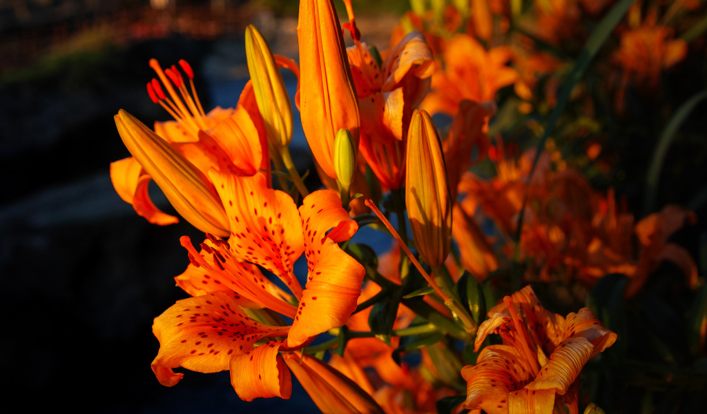 Красивый летний цветок тигровая лилия