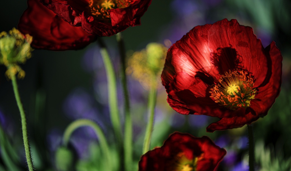 Красивые летние красные маки крупным планом 