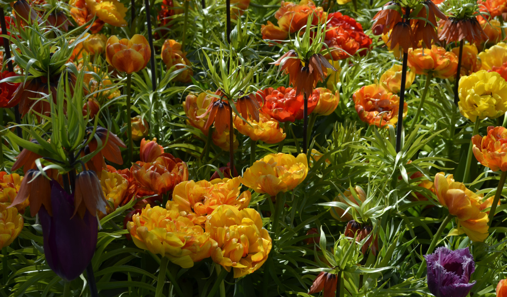 Красивые тюльпаны и рябчики на клумбе крупным планом