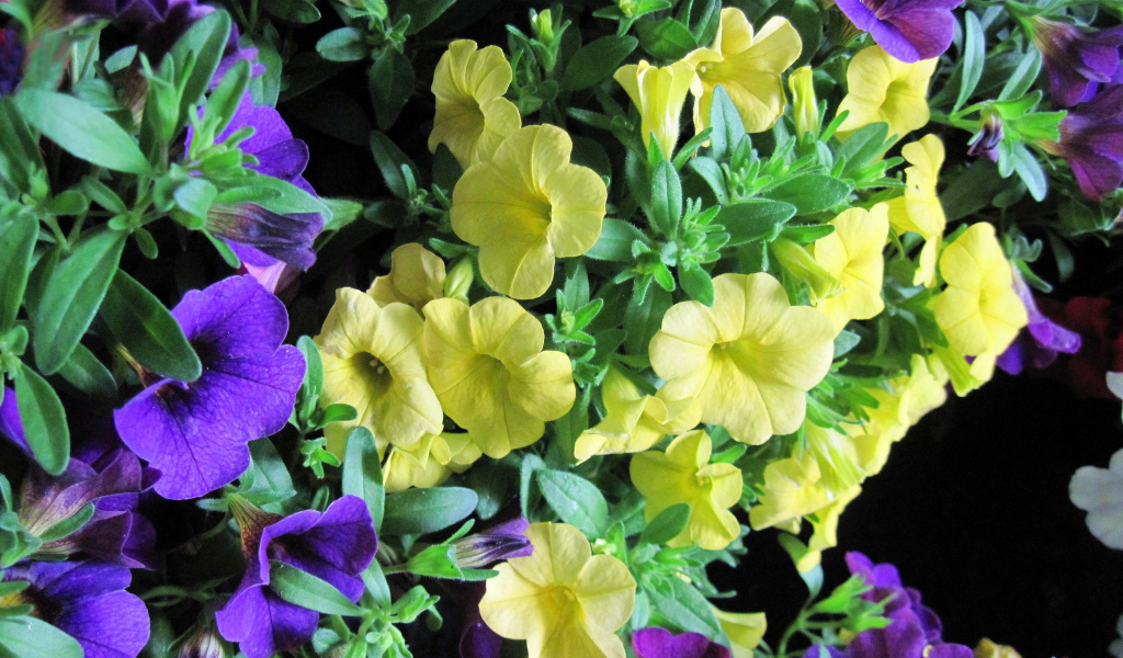 Красивые фиолетовые и желтые цветы петунии