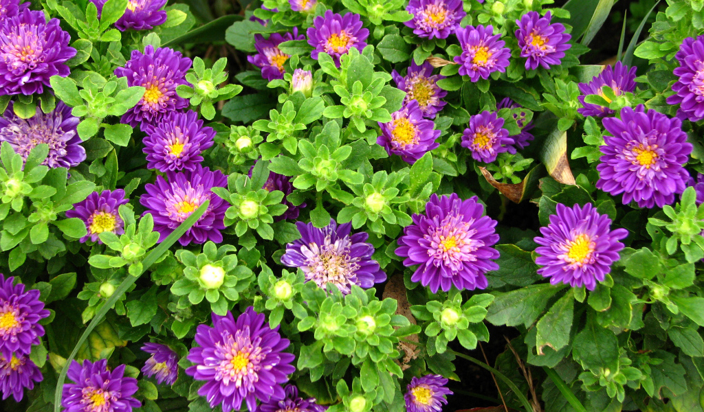 Красивые фиолетовые астры на клумбе 