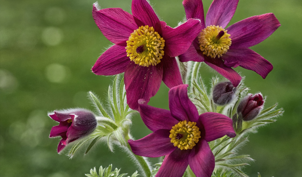 Красивые фиолетовые цветы прострел альпийский крупным планом