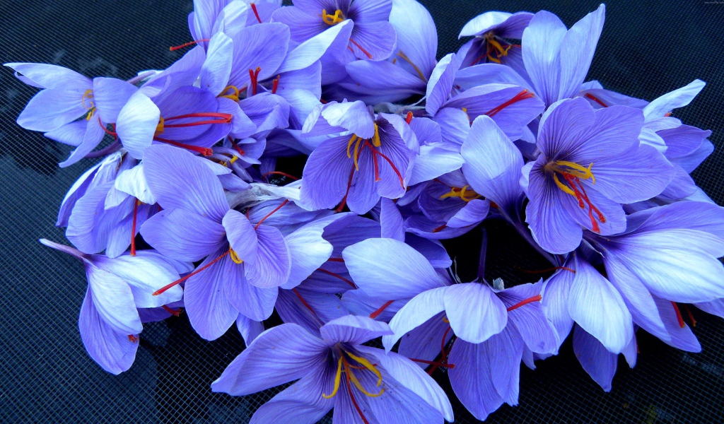 Красивые фиолетовые цветы шафран