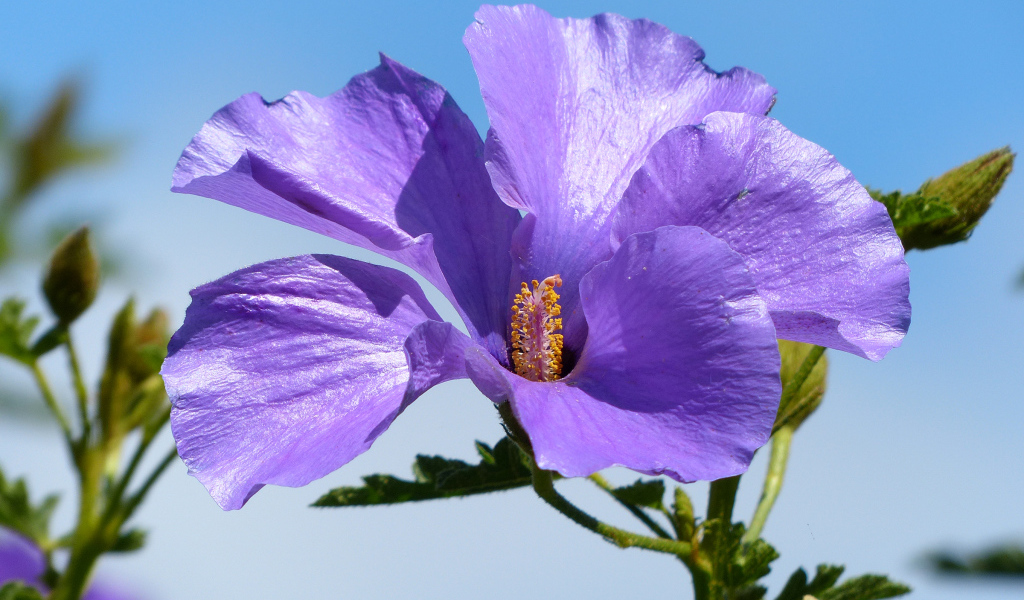 Красивый фиолетовый цветок гибискуса