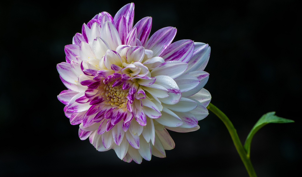 Красивая бело - сиреневая георгина на черном фоне 