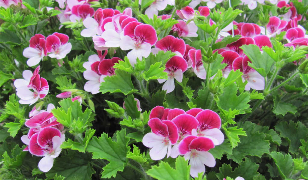 Красивые бело-розовые цветы герани
