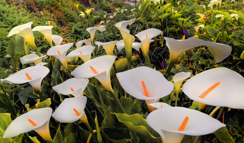 Красивые белые каллы 