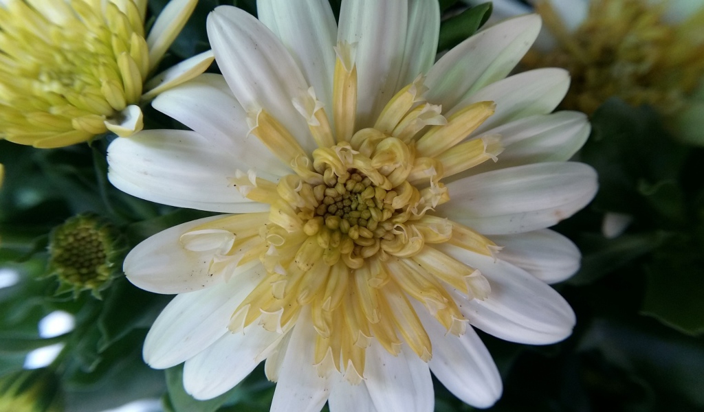 Красивый белый цветок хризантемы крупным планом