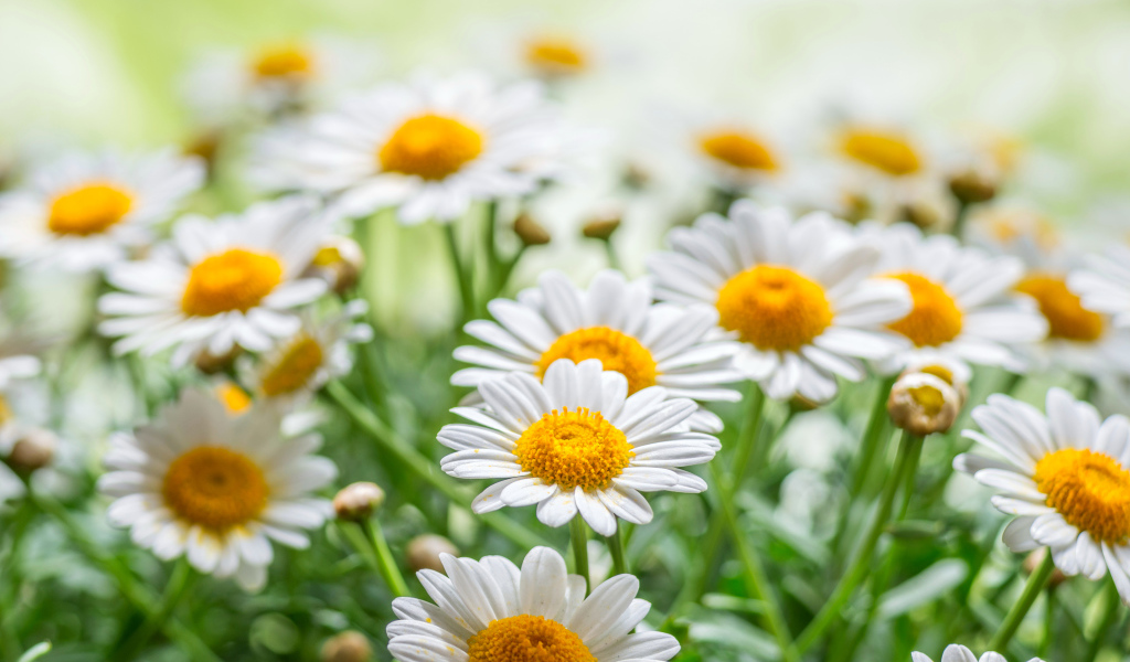 Красивые белые ромашки с желтой серединкой