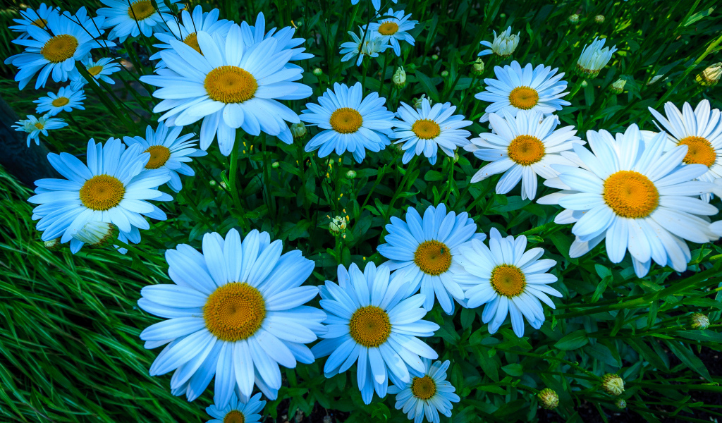 Красивые белые цветы ромашки на клумбе