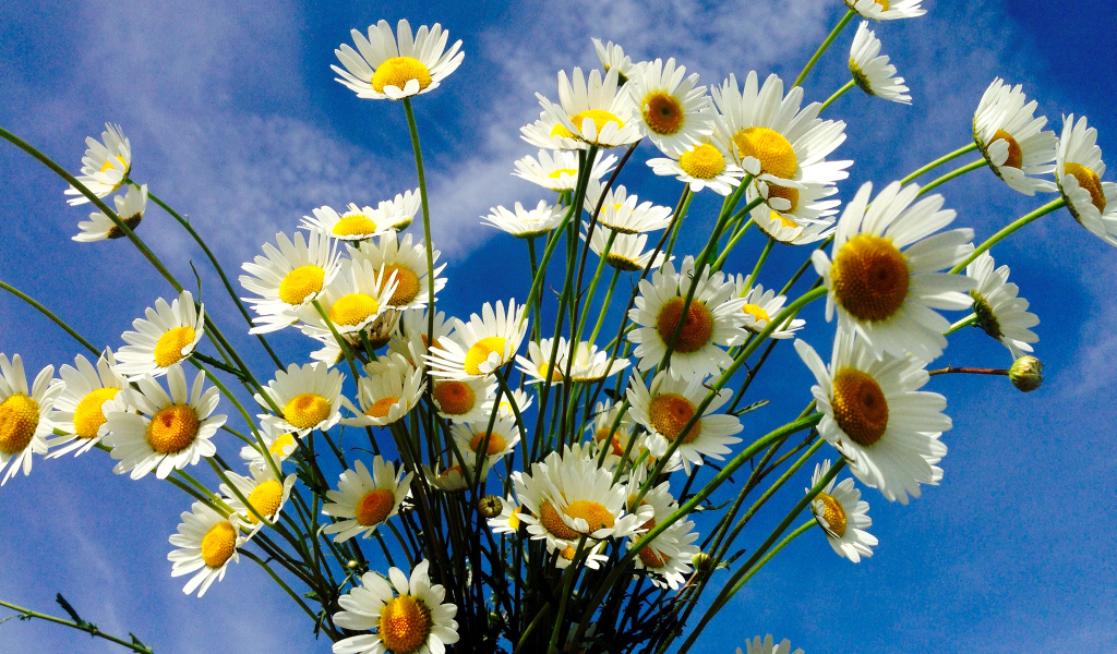 Красивые белые полевые ромашки на фоне голубого неба