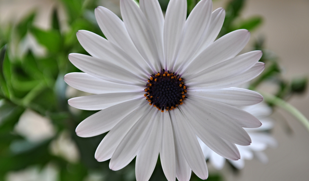 Красивый белый цветок Мезембриантемум крупным планом