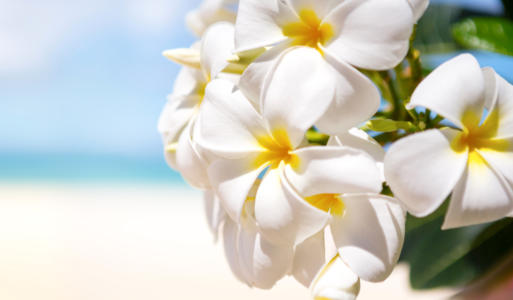 Красивые белые цветы Плюмерия крупным планом