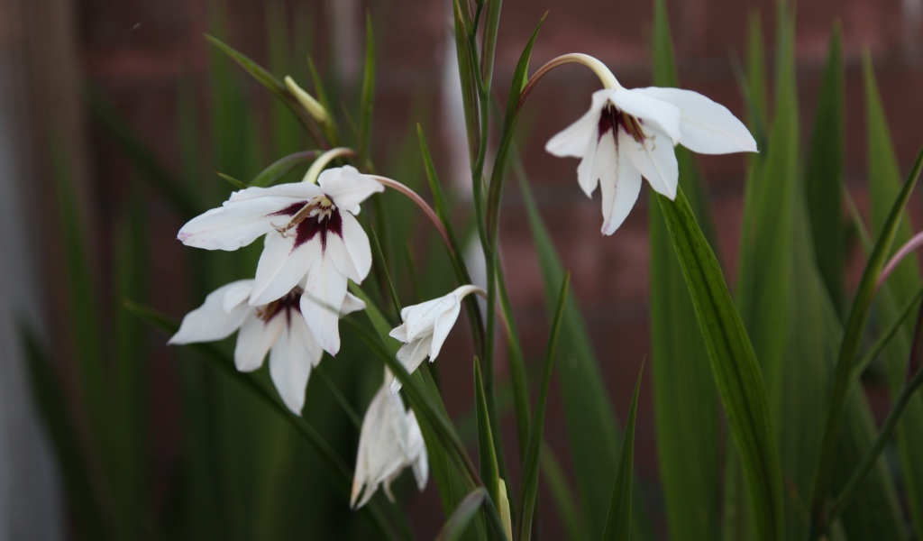 Красивые белые цветы ацидантера