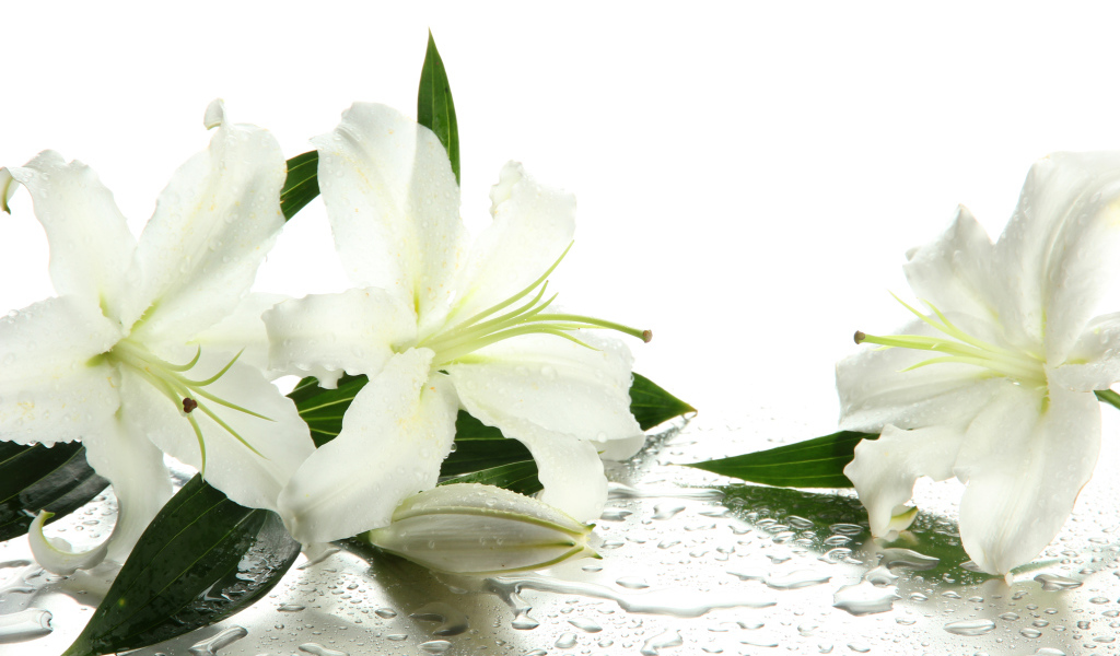 Красивые белые лилии в каплях воды на белом фоне