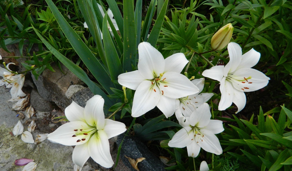 Красивые белые лилии с бутонами на клумбе с цветами