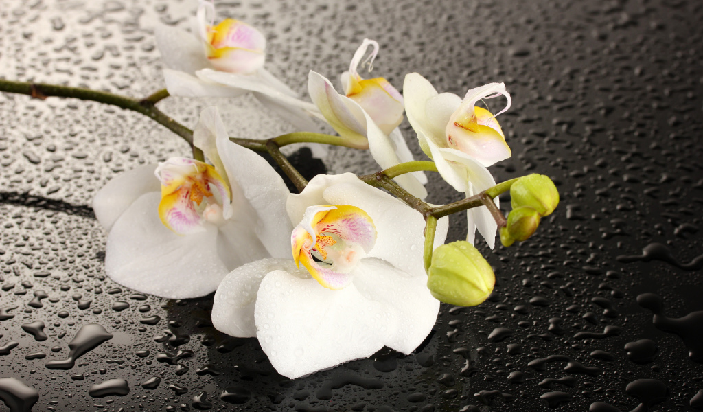 Красивые белые цветы орхидеи на мокрой черной поверхности