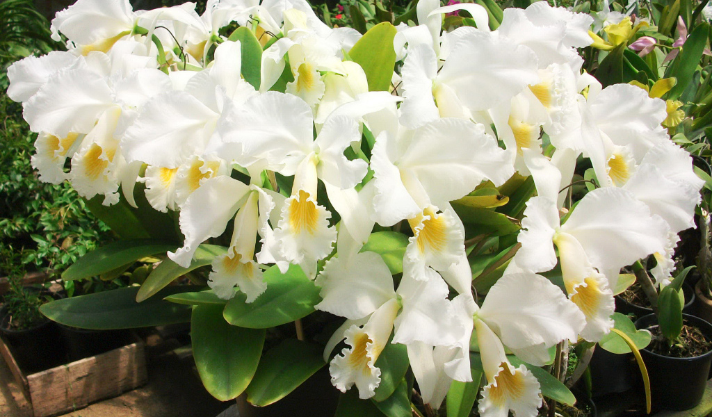 Красивые белые орхидеи на клумбе крупным планом