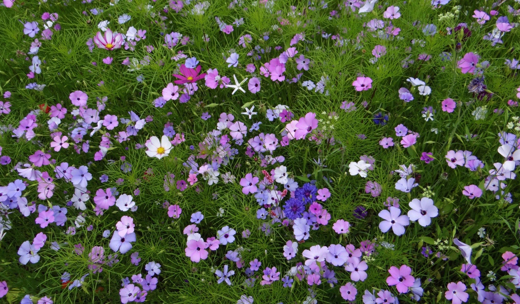 Красивые полевые цветы космея и голубые васильки