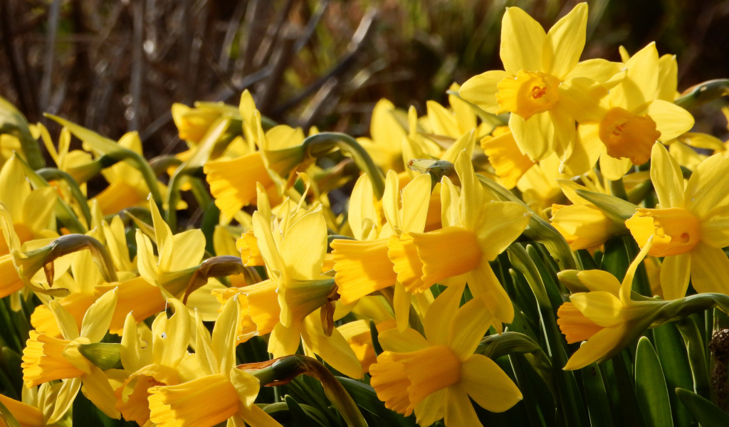 Красивые желтые нарциссы на клумбе 