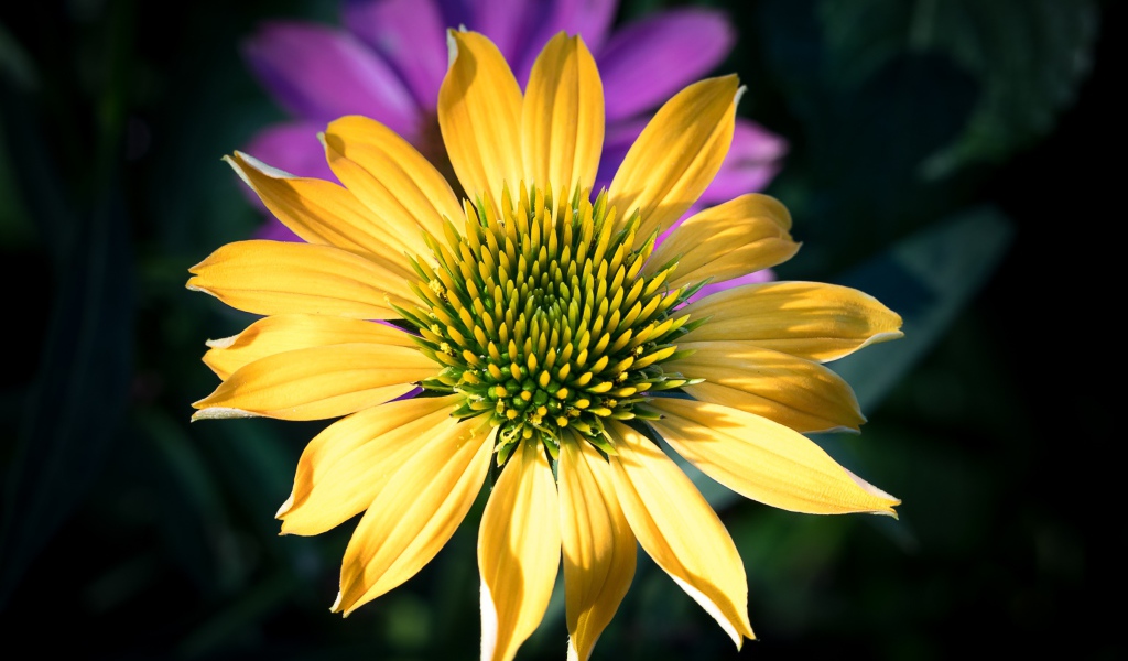 Красивый желтый цветок крупным планом