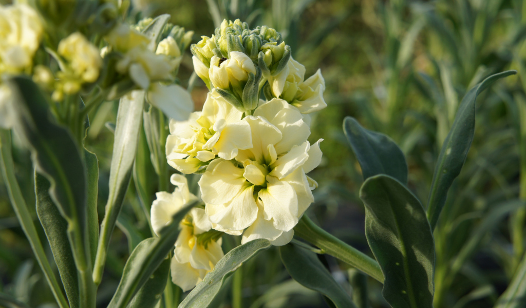 Красивый желтый цветок левкой с бутонами крупным планом