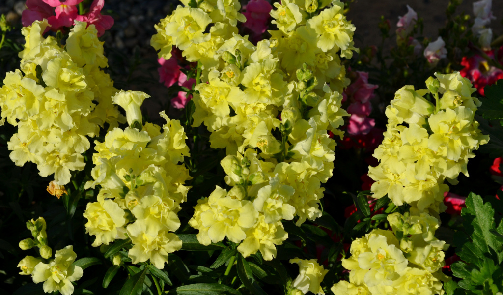 Красивые желтые цветы Львиный зев