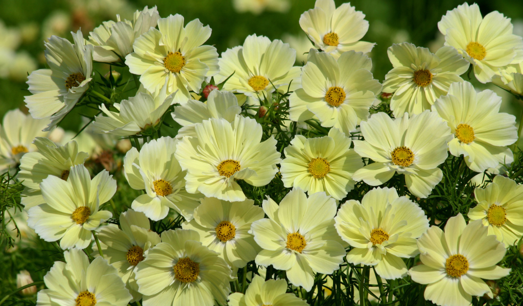 Красивые желтые цветы космея крупным планом